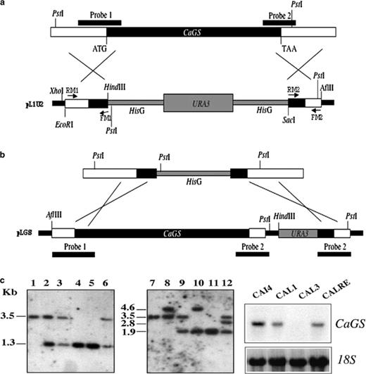 Disruption strategy for CaGS gene. (a) CaGS open reading frame is indicated in black bar. A 1390 bp fragment of the coding region was replaced by hisG-URA3-hisG cassette. Probe 1 and probe 2 (solid lines) were used to confirm the disruption of CaGS. (b) Revertant construct obtained by replacement of the remaining hisG by CaGS gene followed by URA3 selector gene. (c) Southern blot analysis of PstI digested C. albicans genomic DNA. Lanes 1 and 7, parental strain CAI4; 2–3 and 8–9, CaGS/cags strains CAL1 and CAL2, Ura+ and Ura−, respectively; 4 and 10, null mutant strain CAL3; 5 and 11, null mutant Ura−, CAL4; 6 and 12, one representative revertant strain, CALRE. (d) Northern blot analysis of CaGS expression in CAI4, CAL1, CAL3 and CALRE grown in YNB medium with 0.1 used to hybridize C. albicans total RNA (upper panel) and the C. albicans 18S was used as control for quantification (lower panel).
