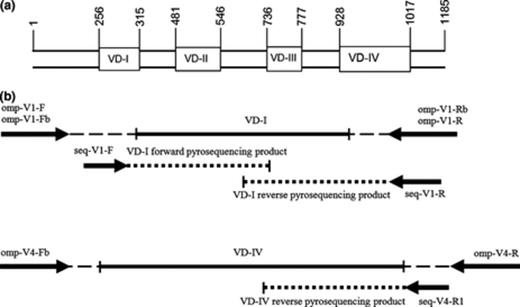 Overall procedure design: (a) schematic overview of the four VD regions of the Chlamydia trachomatisompA gene. Nucleotide positions are based on genotype F from Yuan et al. (1989); (b) positions of respective amplification and sequencing primers with their pyrosequencing products.
