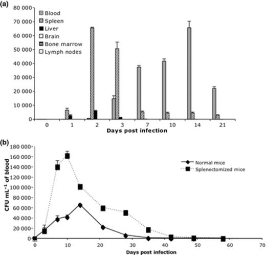 (a) Detection of bacteria in different organs, tissues, and in blood during the first 7 days of Balb/C mice infection with Bartonella birtlesii. The recovered bacteria are expressed in CFU mL−1 of blood; CFU mg−1 of organs, and CFU per 104 of cells recovered from lymph nodes and bone marrow. n = 5 (per day). (b) Bacteraemia in normal or splenectomized Balb/C mice infected with B. birtlesii. n = 10.