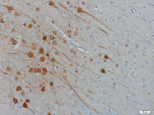 Review of current animal models of henipaviruses available for studying disease and testing treatments.