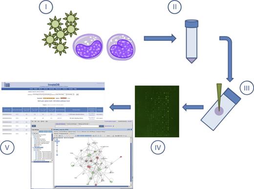 Overview of kinome peptide array experimental procedure. Host cells/tissues are infected in vitro or in vivo with pathogen of interest (I). Following infection for the desired time course, cells/tissues are isolated (pelleting by centrifugation or homogenized, respectively) followed by cell lysis (II). Cell debris is removed by high speed centrifugation, and supernatants are spotted on the kinome arrays (III). Arrays are incubated to allow for phosphotransfer from activated kinases in the supernatants to the specific peptide targets on the arrays followed by washing, staining, and imaging. (IV). Data are extracted from the spot intensities, and fold change differences in phosphorylation are derived using PIIKA followed by functional network analysis (ex. InnateDB or Ingenuity Pathway Analysis) (V).