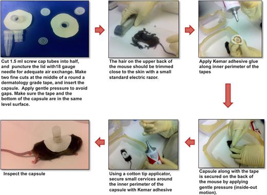 Steps to prepare capsule for tick infestation on mice.