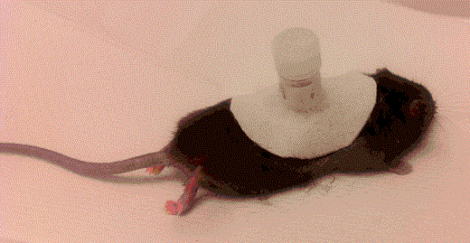 In this report we describe the procedures and protocols to establish tick work in BSL4 laboratory.