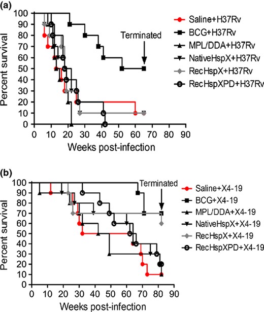 Vaccination and Challenge with WT (a) or ΔHspX (strain X4 19; b) Mtb. (a) Survival of WT Mtb infected guinea pigs through 64 weeks post infection (PI); all surviving animals were euthanized at 65 weeks PI. BCG alone was protective (P < 0.01). (b) Survival of ΔHspX Mtb infected guinea pigs through 84 weeks PI; all surviving animals were euthanized at 84 weeks PI. BCG (P < 0.01) and recHspX (P < 0.05) were protective in this experiment.
