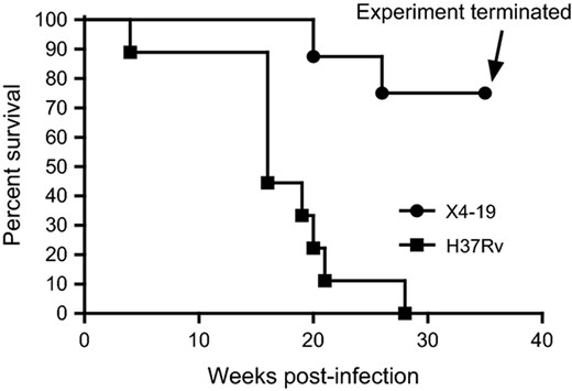 Survival of Guinea Pigs experimentally infected with WT vs. ΔHspX Mtb. Eight animals were infected with either WT (H37Rv; squares) or ΔHspX (X4 19; circles) Mtb and monitored for survival through 35 weeks PI. Significant difference in survival rate (P < 0.01) was observed between the two groups.