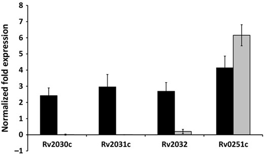 qPCR of Rv2030c, Rv2031c, and Rv2032c in ΔHspX strain X4 19 vs. WT strain H37Rv of Mtb. Gene expression levels were normalized to RNA sigma factor A, sigA. In addition to lack of expression of hspX, the ΔHspX strain X4 19 (grey bars), demonstrated significantly lower to no detectable level of expression of Rv2030c and Rv2032c (acg) in comparison to WT (black bars) Mtb.