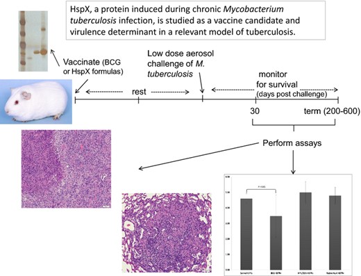 HspX, a protein induced during chronic Mycobacterium tuberculosis infection, is studied as a vaccine candidate and virulence determinant in a relevant model of tuberculosis.