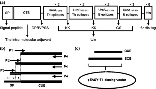 (a) Schematic representation of the designed multiple epitope vaccine SP CTB UE (SCE). SP, SPUSP45 secretion signal; CTB, cholera toxin B subunit, selected as the intramucosal adjuvant; DPRVPSS, the linker between CTB and UE; KK/GS, the linkers in epitopes. × 2/× 3 means two/three repeat times of the epitopes; 6×His tag, six histidine tag sequence. (b) Schematic representation of the process of acquiring SCE gene. The SP gene was fused into the 5′ end of CUE by means of three consecutive PCR (procedures 1, 2, and 3). P1 P4, primers used in lengthening CUE, as shown in Table 1. (c) The process of acquiring subclone pEASY SCE. pEASY T1, TA cloning vector.
