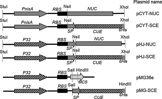 Schematic representation of Lactococcus lactis genetic constructs used in the study. PnisA, nisin inducible promoter; P32, constitutive promoter; RBS, ribosome binding site; NUC, staphylococcal nuclease gene; SP, SPUSP45 secretion signal; CUE, multi epitope antigen CTB UE gene; MCS, multiple cloning sites; 6 His, six histidine tag sequence. StuI, NsiI, XhoI, SalI, and HindIII represent the restriction sites.