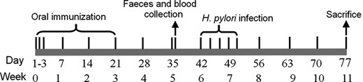 Scheme of immunization protocol. Each group mice received three treatments once in the first 3 days of the week 0, then once every week in the first day of the other 3 weeks. Oral immunization refers to groups of mice with orally administered PBS (normal control group) and bacteria containing pCYT, pMG36e, pCYT SCE, pHJ SCE, and pMG SCE. Days of intervention are specified. Feces and blood samples were collected at the thirty sixth day. Helicobacter pylori infection models of mice were established at the sixth week. The mice were bred for 4 weeks before being used to evaluate H. pylori infection.