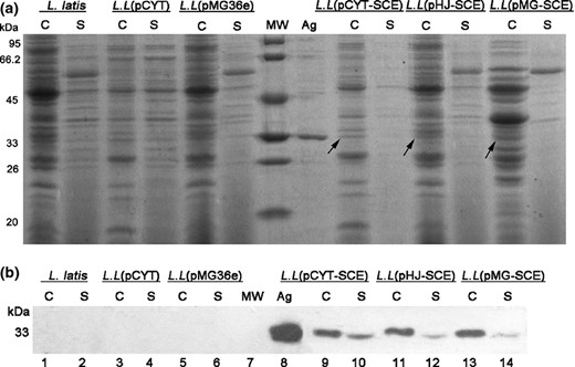 SDS PAGE and Western blotting of recombinant Lactococcus lactis strains expressing multi epitope vaccine CUE (lanes: 9–14) and the control groups (lanes: 1–6). C, protein extracts were prepared from cell pellets; S, protein extracts were prepared from culture supernatant. MW, protein molecular weight marker; Ag, antigen CUE purified from Escherichia coli BL21 (DE3), served as positive control. L.L represents the strains L. latis. (a) The total proteins extracted from cell pellets and culture supernatant of six L. lactis groups were separated by 12% SDS PAGE gel. (b) Western blotting analysis with the anti CUE mouse polyclonal antibody as primary antibody.