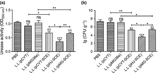 Evaluation of Helicobacter pylori infection after prophylactic vaccination. Data are expressed as mean ± SD. L.L represents the strains L. latis. A value of P < 0.05 was considered statistically significant: *P < 0.05, **P < 0.01, ***P < 0.001, ns: not significant. The mice were orally immunized with PBS, L.L (pCYT), L.L (pMG36e), L.L (pCYT SCE), L.L (pHJ SCE), and L.L (pMG SCE), respectively, and infected with H. pylori. (a) Urease activity in the stomach after oral prophylactic immunization. Data are the mean ± SD. (b) Colonization of H. pylori in the stomach after oral prophylactic immunization. The number of bacteria (CFU) per stomach was determined for individual mice in each group by quantitative culture. Data are the mean ± SD.