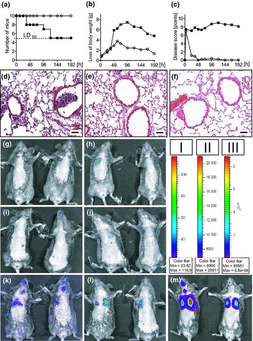 (a–c) Physiological parameters of C3H/HeN mice after i.t. infection with 7.5 × 106 CFU of Pseudomonas aeruginosa TBCF10839 (closed squares; n = 12) and the isogenic mutant D8A6 (open circles; n = 12). (a) Survival. The applied dose of 7.5 × 106 CFU was equivalent to a LD50 for strain TBCF10839, but did not cause any mortality in D8A6 infected mice. (b) Body weight. TB10839 infected mice displayed a dramatic loss of body weight under infection, D8A6 infected animals showed milder weight loss, started regaining of weight earlier (72 h p.i.) and were almost able to return to their initial weight within the observation period of 192 h. (c) Disease score. The body condition of mice was strongly impaired under TBCF10839 infection, in contrast, all D8A6 infected animals recovered within 48 h p.i. to normal body condition. (d) TBCF10839 shows a strong purulent inflammation in murine lungs with intra and peribronchiolar infiltrates of leucocytes and perivascular oedema 48 h after i.t. infection with 7.5 × 106 CFU. (e) Only single leucocytes are seen 48 h after i.t. infection around the bronchi with the same dose of the isogenic mutant D8A6 (f) Vehicle control, 48 h post instillation of 30 μL PBS, original magnification × 200, bar 50 μm, H&E. (g–m) In vivo monitoring of P. aeruginosa in acute murine airway infection with the IVIS® imaging system (binning 4, exposure time 2 m, f/stop 1, FOV 12,8 cm). Bacterial distribution was monitored 0 h (Fig. 1g, i and k), 6 h (Fig. 1h, j and l) and 24 h (Fig. 1m) after i.t. instillation with TBCF10839.lux and D8A6.lux in infected mice. Infection doses were 2.0 × 106 CFU (TBCF10839.lux: Fig. 1g/h; D8A6: Fig. 1i/j) and 2.0 × 108 CFU (for D8A6.lux exclusively; Fig. 1k–m). Animals were depiliated using hair removal cream, imaged ventrally and although under anaesthesia additionally fixed with adhesive tape to reduce movement artefacts during imaging. Luminescence is observed emanating from the nasopharynx, tracheas and lungs. The colour bars indicate the intensity of the luminescent signal, with red and blue serving as the high and low signals, respectively (Fig 1, bar I: g–k; bar II: l; bar III: m).