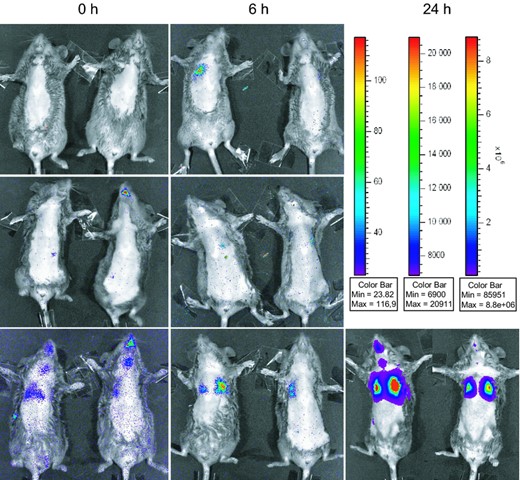 Monitoring of acute airway infection in a mouse model using in vivo imaging with bioluminescent Pseudomonads faces some difficulties in getting robust signals with sublethal infection doses of virulent bacteria.