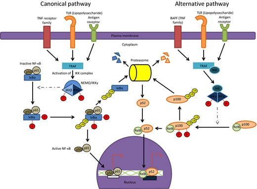 The canonical and noncanonical NF κB pathways. The canonical pathway is stimulated by a variety of signals that are detected by cell surface receptors such as TLRs, TNFRs, and antigen receptors. The signal is transduced to the adaptor protein TRAF such that TBK 1 phosphorylates IKKβ and IKKα. IKK mediated IκBα phosphorylation is followed by proteasomal degradation resulting in nuclear translocation of the NF κB heterodimer p65/p50 to activate or repress target gene expression. The noncanonical NF κB pathway is triggered by stimuli such as lipopolysaccharide. In this pathway, NIK phosphorylates the homodimer IKKα which mediates the phosphorylation and ubiquitylation of p100/RelB. Consequently, p100 is processed to the smaller isoform p52 and the p52/RelB heterodimer translocates to the nucleus to activate or repress target gene expression.