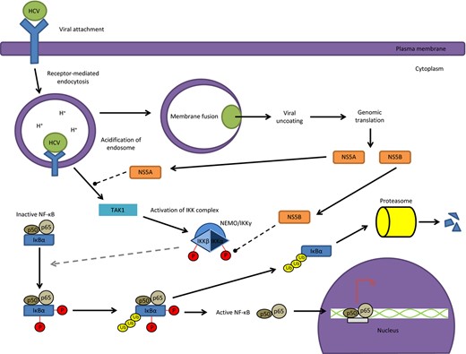 HCV infection inhibits the TNF α induced NF κB activation. In HCV infections, the nonstructural proteins NS5A and NS5B have been implicated in activating the NF κB pathway. The mechanism by which NS5A and NS5B inhibit NF κB has not yet been determined and as such we have denoted a probable mechanism by dashed lines. However, HCV utilizes IKKα independent of the NF κB pathway at later stages of infection. HCV core protein associates with lipid droplets during viral assembly.