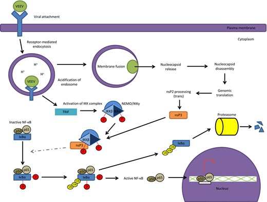 VEEV nsP3 interaction with IKKβ to activate the NF κB cascade. VEEV polyprotein processing results in nsP3 interacting with the IKKβ subunit of the IKK complex. It has yet to be determined whether this interaction is required for activation of the NF κB cascade and hence is denoted by dashed lines. The nsP3 IKKβ interaction is required for VEEV replication in infected cells.