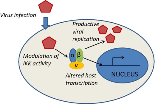 The IKK complex is targeted by multiple viruses in manners that cripple host responses and enhance infection.