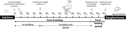 Mule duck production process. One-day old ducklings are transferred to the farm from the hatchery. Up to the age of 4 weeks, animals are kept in a building and generally have access to a small outdoor run. They are then transferred to a larger outdoor run and live outside. At the age of 12 weeks, they are transferred to a force-feeding establishment for 12 days, and finally transferred to the slaughterhouse.