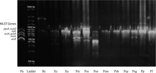 Polyacrylamide gel of MLST amplified genetic fragments by multiplex PCR (Pa - Pseudomonas aeruginosa; Bc - Burkholderia cenocepacia; Xc - Xanthomonas campestris pv. campestris 568; Xa - Xanthomonas axonopodis pv. citri 9322; Pst - Pseudomonas syringae pv. tomato DC 3000; Pst - Pseudomonas syringae pv. tabaci 5393; Pss - Pseudomonas syringae pv. syringae 10604; Pso - Pseudomonas syringae pv. oryzae 10912; Psm - Pseudomonas syringae pv. maculicola 5071; Psh - Pseudomonas syringae pv. helianthi 5067; Psp - Pseudomonas savastanoi pv. phaseolicola 2245; Psg- Pseudomonas savastanoi pv. glycinea 5066; Pp - Pseudomonas putida KT2440; Pf - Pseudomonas fluorescens Pf0-1).