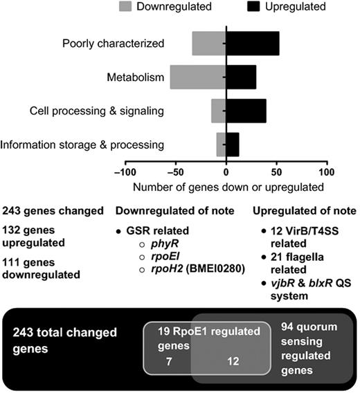 Differentially regulated genes in ΔBM-LOV-HK strain as compared to WT 16M strain from microarray data. One-hundred and thirty two total genes upregulated and 111 downregulated in mutant strain vs. WT. Numbers of genes are organized by COG functional category and represented by different black or grey bars. Of the 243 changed genes, 94 are known to be regulated by QS. Nineteen are regulated by RpoEI and 12 of the 19 are also regulated by QS. See Table S6 for additional detail. T4SS is type IV secretion. QS is quorum sensing. GSR is general stress response.