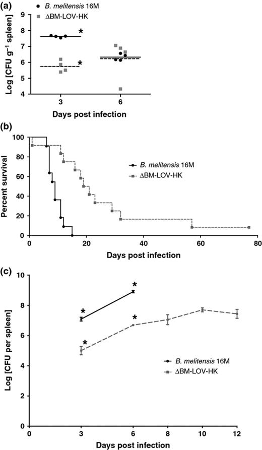 Decreased virulence of ΔBM-LOV-HK in mice. (a) C57BL/6 mouse spleen CFUs (n = 4 each per time point) infected with 16M or ΔBM-LOV-HK. ΔBM-LOV-HK infected spleens contain significantly less bacteria at 3 days postinfection (*P = 0.0286, Mann-Whitney) but not at 6 days postinfection. 16M & ΔBM-LOV-HK strains used in part (a) contain empty pBBRmcs4 plasmid. (b) Percent survival of IRF-1−/− mice infected with Brucella melitensis 16M (n = 11) or ΔBM-LOV-HK (n = 12). ΔBM-LOV-HK infected mice survive significantly longer than 16M infected mice (P = 0.0001, Mantel-Cox). (c) IRF-1−/− mouse spleen CFUs (n = 4 each per time point) infected with 16M or ΔBM-LOV-HK. ΔBM-LOV-HK infected spleens contain significantly less bacteria at 3 and 6 days postinfection (*P = 0.0286, Mann-Whitney) for both time points. 16M infected IRF-1−/− mice begin to succumb to infection 6 days postinfection. Means shown by horizontal lines in (a) standard error of mean shown by error bars in (c) and infectious dose of 1 × 106 CFUs for a-c.