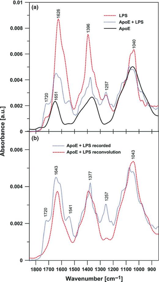 FTIR spectra of apoE, lipopolysaccharide and the apoE − lipopolysaccharide two-component mixture (a) and a FTIR spectrum of the apoE and lipopolysaccharide mixture recorded and the effect of reconvolution based on the experimental spectra of apoE and lipopolysaccharide (b). In (a), the spectra were normalized by dividing by the area beneath each spectrum in the region between 900 and 1200 cm−1. In (b), the normalized spectra of apoE and lipopolysaccharide (presented in a) have been added after multiplication by the fraction factors (0.7 and 0.3, respectively) to reproduce the band between 900 and 1200 cm−1. Note that such a procedure reproduces the spectral region between 1300 and 1500 cm−1 equally well.