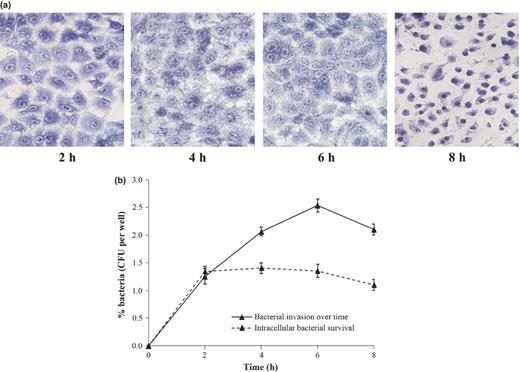 Infection of A549 cells with NTHi strain at MOI of 1 : 10. (a) A549 cells infected for indicated time intervals (2, 4, 6, and 8 h) were fixed and stained with Giemsa. Images were obtained from light microscopy analysis (40×) of three independent experiments. (b) Percent invaded bacteria were enumerated at selected time points (after treatment with gentamicin for additional 2 h) by plating of serial dilutions of cell lysate on CA as shown by ‘solid line’. Intracellular survival rate was determined at desired time points, keeping time of infection constant for 2 h while gentamicin treatment was extended up to 8 h as shown by ‘dashed line’. All results were expressed as CFU recovered bacteria per mL (mean ± SEM from three separate experiments).