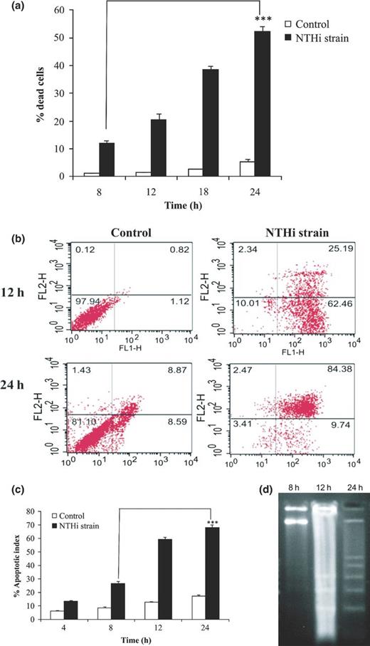 Assessment of cell death in A549 cells infected with NTHi strain. A549 monolayers were infected with NTHi strain at MOI of 1 : 10 for desired time intervals. (a) Cells were harvested at indicated time points (8, 12, 18, and 24 h) after infection, fixed with 1% paraformaldehyde, and permeabilized in hypotonic buffer for 15 min. Finally, cells were stained with PI for 20 min at 4 °C in dark and analyzed by flow cytometry. Uninfected cells cultured for indicated time points served as control. Data shown are mean ± SEM of three independent experiments. (b) A549 cells were harvested after 12 and 24 h of infection and exposure of membrane phosphatidylserine was analyzed using dual staining (annexin V-FITC and PI) by flow cytometry. The dot plots represent fluorescent intensities of annexin V-FITC (FL-1H) and PI (FL-2H)-labeled cells on respective axis. The respective cell populations were delineated to eliminate background signals originating from cell debris. To assess background fluorescent signals from the tested cell populations, nonstained samples were included. Uninfected A549 cells cultured for indicated time points served as control. Dot plots shown were from one of three independent experiments. (c) Infected A549 cells were harvested at indicated time interval (4, 8, 12, and 24 h), stained with combined dye of EtBr and AO (100μg mL−1 each), and immediately analyzed by fluorescent microscopy. The results expressed as the mean percentages of apoptotic cells per 500 cells enumerated from three separate experiments. Uninfected cells cultured for indicated time points were taken as control. (d) DNA was isolated from A549 cells after 8, 12, and 24 h postinfection and analyzed for internucleosomal DNA fragmentation by 1.8% agarose gel electrophoresis. Lane M represents 100 bp DNA ladder. ***P ≤ 0.001 indicates statistically significant difference between time points of infection.