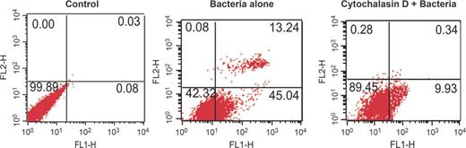 Evaluation of apoptosis of A549 cells preincubated with cytochalasin D prior to NTHi infection. For invasion blocking experiment, A549 cells were either nontreated or pretreated with cytochalasin D inhibitor (1μg mL−1) for 1 h at 37°C prior to infection with NTHi strain for 2 h. The level of apoptosis in cytochalasin D-pretreated and nontreated cells was checked using annexin V-FITC apoptosis detection kit as described above. The uninfected cells without exposure to inhibitor were taken as negative control. The dot plots represent fluorescent intensities of annexin V-FITC (FL-1H) and PI (FL-2H) on respective axes. Dot plots were obtained from FACS analysis of one experiment, representative of three independent experiments.