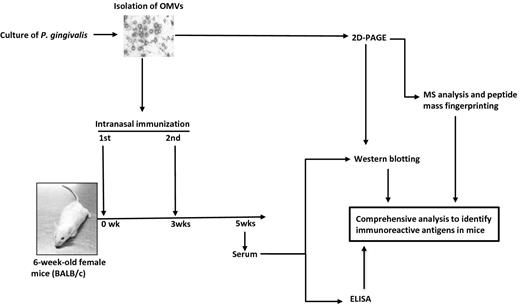 Overview of scheme of the present study. OMV fractions were prepared from culture supernatants of P. gingivalis strain ATCC 33277. The integrity and purity of the OMVs were confirmed by both typical protein profile using SDS-PAGE (data not shown) and spherical morphology shown by TEM. The OMV samples were separated by 2D-PAGE. The gel was stained with CBB, and then 53 spots were excised and used for MS analysis and PMF in order to systemically identify the OMV proteins. In parallel with protein identification, animal experiments were performed to obtain serum after intranasal immunization with OMVs. A strong reactivity of OMV-immunized serum to P. gingivalis was confirmed by ELISA. Finally, we identified the immunoreactive antigen using a combination of WB and MS analysis based on 2D-PAGE.