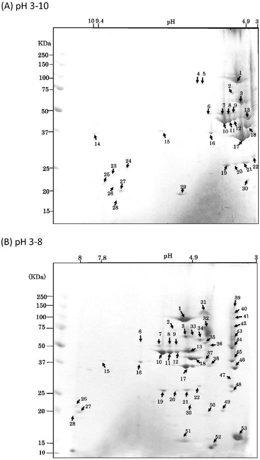 CBB-stained 2D reference maps with pH ranging from 3–10 (A) to 3–8 (B). Analyzed protein spots are noted by numbers that refer to Table 1.