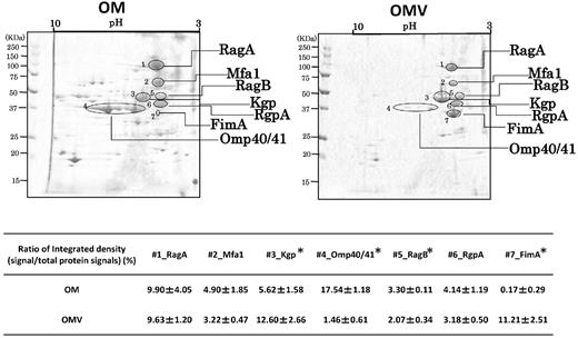 Comparison of protein profiles between OMVs and OM resolved by 2D-PAGE. Scanned images of MemCodeTM-stained membranes of OMVs and OM are shown in the left and right columns, respectively. Selected major signals (RagA, Mfa1, RagB, RgpAcat, FimA, Kgp, Omp40/41) are denoted by lines with the corresponding names. Images shown are representative of the results of three independent experiments using three OMV and three OM samples prepared from different batch cultures, each of which showed similar. Signals from the protein spots of both OMVs and OM proteins were quantified by densitometry with ImageJ. In the lower tables, ratios of signal intensity of each protein to total signal intensity are shown as the mean ± SD from three independent experiments. Statistical analysis was performed using Mann–Whitney's U-test. Asterisks indicate that the ratio was significantly different between OMV and OM.