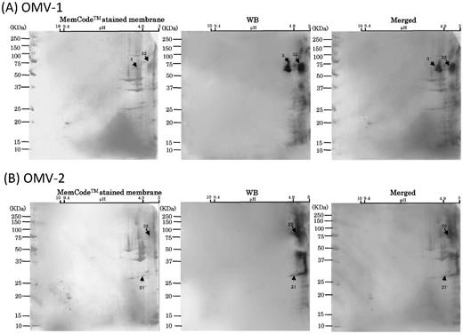 WB analysis of six mouse serum samples with 2D-PAGE of OMVs using broad pH range (3–10) gels for 1D. Scanned images of MemCodeTM-stained membranes and WB are shown in the left and right columns, respectively. Merged images are shown in the right columns. Different mouse serum samples, (A) OMV-1, (B) OMV-2, (C) OMV-3, (D) OMV-4, (E) OMV-5 and (F) OMV-6, were subjected to WB. OMV samples prepared from the same batch cultures were used to obtain OMV-1, -2 and -3 by immunization. Other OMV samples prepared from the same batch cultures were used to obtain OMV-4, 5 and -6 by immunization. Immunoreactive signals are denoted by arrows with spot numbers. Serum samples of OMV-1, -2, -3 and -4 were used at a dilution of 1:1000. Serum samples of OMV-5 and -6 were used at a dilution of 1:500.