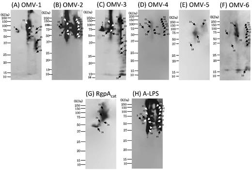 WB analysis of six mouse serum samples with 2D-PAGE of OMVs using narrow pH range (3–8) gels for 1D. WB signals from six different immunized serum samples in low pH areas are shown in the upper panels. Different mouse serum samples, (A) OMV-1, (B) OMV-2, (C) OMV-3, (D) OMV-4, (E) OMV-5 and (F) OMV-6, were subjected to WB. OMV samples prepared from the same batch cultures were used to obtain OMV-1, -2 and -3 by immunization. Other OMV samples prepared from the same batch cultures were used to obtain OMV-4, 5 and -6 by immunization. Immunoreactive signals are denoted by arrows with spot numbers. For comparison, WB results using antibodies against (G) A-LPS and (H) RgpAcat in the same low pH area are shown in the lower panels. Serum samples of OMV-1, -2, -3, -4, -5 and -6 were used at dilutions of 1:1000, 1:500, 1:400, 1:10,000, 1:1000, 1:1000, respectively.