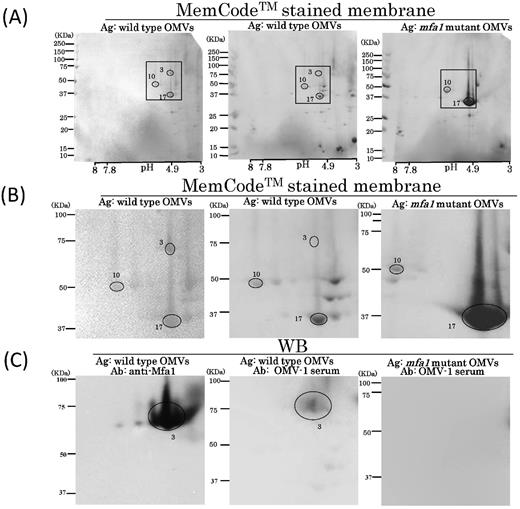 WB analysis using OMV-immunized serum samples with 2D-PAGE of OMVs purified from the wild type and mfa1 mutant. (A) Scanned images of MemCodeTM-stained membranes of wild-type OMVs (left and center) and mfa1 mutant OMVs (right) are shown. (B) Insets in top columns were expanded and are shown in the columns. (C) Scanned images of WB findings using OMV-1 serum (center and right) and Mfa1 antibody (left) (control). Immunoreactive signals are circled with spot numbers. OMV-1 serum and Mfa1 antibody were used at a dilution of 1:1000.