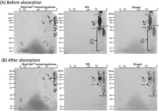 WB analysis using LPS-absorbed and unabsorbed OMV-1 serum. (A) Scanned images of MemCodeTM-stained membranes and WB using OMV-1 serum before absorption with LPS are shown in the left and center columns, respectively. Merged images are shown in the right panel. (B) Scanned images of MemCodeTM-stained membranes and WB using OMV-1 serum after the third absorption with LPS are shown in the left and center columns, respectively. Merged images are shown in the right panel. Three proteins denoted with circles (nos. 27, 30 and 50) were used as loading controls. Immunoreactive signals are denoted by arrows with spot numbers.