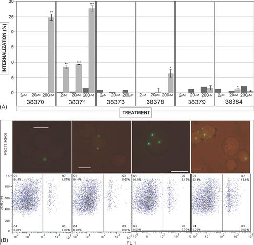 Microsphere internalization assay: (A) percentage of peptide-coated microspheres internalized by A549 cells (clear bars). A549 cells were independently incubated with peptides and then with uncoated microspheres as control treatment (dark bars). The results are given as average internalization/uptake calculated for each treatment ± SD. *≤ 0.05 P-value, **≤ 0.01 P-value and ***≤ 0.001 P-value, according to a two-tailed Student t-test. (B) The upper panel shows Neubauer chamber count using a fluorescence microscope at 1:1 dilution with trypan blue staining. Fluorescent microspheres are well defined within cells and can be seen as fluorescent green dots. The lower panels show density plots for internalization/uptake assay using 38378 HABP-coupled microspheres (2, 20 and 200 μM). The first panel shows non-treated microspheres.