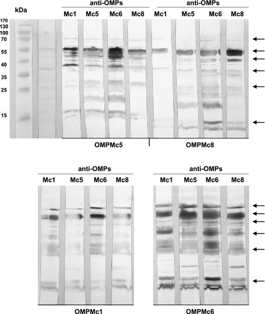 Antigenic cross-reactivity of murine antisera against four strains of M. catarrhalis. OMPs after separation in SDS-PAGE and blotting onto immobilon P membrane reacted with various anti-OMPs sera diluted 1: 1000. The more frequent shared cross-reactive OMPs are indicated by arrows.