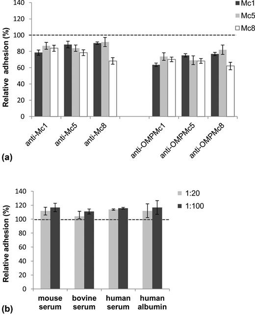 Blocking effect of homologous and cross-reactive antibodies on adhesion of M. catarrhalis clinical strains to A549 epithelial cell monolayer was determined by biotin–avidin-HRP ELISA. Bacterial adhesion in the absence of serum was used to established 100% binding ( dashed line). Relative adhesion was determined by calculating the absorbance at λ = 490 nm, reflecting the adhered bacteria as a proportion of the control adhesion. The error bars indicate SEM. Histogram (a) refers to inhibition of M. catarrhalis adherence by homologous or cross-reactive antibodies. The bacteria (∼ 2 × 108 CFU ml−1) were incubated with post-immunized sera at a 1:50 dilution. Histogram (b) refers to the lack of inhibition of the representative M. catarrhalis Mc1 adhesion in the presence of various non-specific sera and 5% (w/v) human albumin. The human serum contains no specific antibodies against M. catarrhalis as determined by whole-cell ELISA (titer < 1:100). The data are averages of the results from two independent experiments performed at least in triplicate. The differences between control adhesion and treatment condition adhesion were significant if P < 0.05 (one-way ANOVA followed by Tukey's post-hock test) and are given in the text.