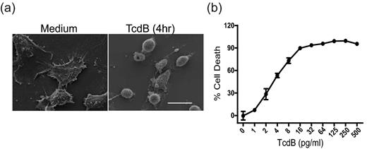 Cytopathic and cytotoxic effects of TcdB on CT26 cells. (a) SEM shows the rapid CT26 cell rounding triggered by TcdB exposure. CT26 cells were untreated (left panel) or exposed to 10 ng mL−1 of TcdB (right panel) for 4 h before harvesting for imaging. Scale bar: 20 μm. (b) CT26 cells are highly sensitive to TcdB in a MTT viability assay. CT26 cells were exposed to the indicated concentrations of TcdB for 72 h, and cell viability was measured by the MTT assay. These data represent the mean of three independent determinations ±SEM.