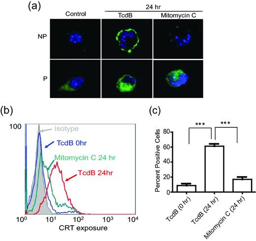 Cell surface translocation of CRT in TcdB-treated CT26 cells. (a) Immunofluorescence detection of CRT on the cell surface (in non-permeabilized live cells; NP) or within the cell (with fixation and permeabilization; P) was performed using confocal microscopy (100×). The nuclei were visualized with Hoechst33342 (blue). (b and c) Flow cytometry analysis of PI-negative cells for surface expression of CRT. Quantitative analysis of three independent results from flow cytometry is shown in c (Data were analyzed by unpaired two-tailed t-test; ** represents P < 0.01, *** represents P < 0.001; error bars, SEM).