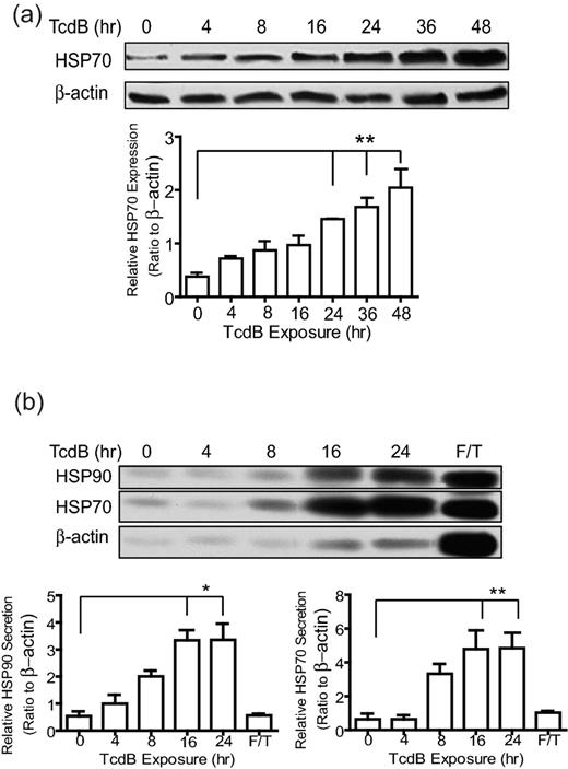 Upregulation and secretion of HSP in CT26 cells induced by TcdB intoxication. CT26 cells were incubated with 500 ng mL−1 of TcdB for the indicated times. (a) Cells were lysed and the expression of HSP70 was measured using Western blotting. Quantitative data (lower panel) from three independent experiments were analyzed by one-way ANOVA (** represents P < 0.01). Error bars show the standard error of mean (SEM). (b) The supernatant was collected and concentrated for measuring the secretion of HSP70 or HSP90 by intoxicated CT26 cells by Western blotting. Quantitative data (lower panel) from three independent were analyzed by one-way ANOVA (* represents P < 0.05; ** represents P < 0.01). Error bars, SEM. F/T means repeatedly frozen-thawed cell lysate.