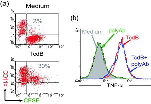 Phagocytosis of intoxicated CT26 cells and TNF-α production by DCs. (a) DC phagocytosis of intoxicated CT26 cells. After co-culturing TcdB-intoxicated and CFSE-labeled CT26 cells with CD11c-positive mouse BMDCs, the cell mixture was harvested and analyzed by FACS. (b) The production of TNF-α by DCs was detected by flow cytometry. CT26 cells alone or TcdB-intoxicated epithelial cells with or without anti-TcdB polysera (polyAb) treatment were used to stimulated DCs. Brefeldin A was added in the last 12 h of co-culture, and the cells were harvested to measure intracellular TNF-α expression. These data show the gated CD11c-positive cells under FACS analysis.