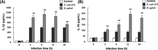 H. pylori enhances the production of IL-1β and IL-18 in THP-1 cells. PMA-differentiated THP-1 cells were infected with H. pylori at 100 MOI for 3, 6, 12 and 24 h, respectively. Cell culture supernatant was analyzed for human IL-1β (A) and IL-18 (B) secretion by ELISA (n = 3). PMA-differentiated THP-1 cells cultured with RPMI 1640 medium and stimulated with 100 ng ml−1 LPS from E. coli were used as the negative and positive controls, respectively. Compared with negative control group, **P < 0.01.
