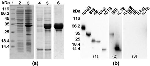 Expression, purification and antigenicity of BIB (a) Expression and purification of BIB analyzed by 12% SDS-PAGE. Lane 1 Protein marker, lanes 2 the proteins of E. coli BL21(DE3), lanes 3 the proteins of E. coli BL21(DE3) expressing BIB (33 kDa), lanes 4 the soluble body proteins of E. coli BL21(DE3) expressing BIB, lane 5 BIB in inclusion bodies washed with phosphate buffer, lane 6 BIB purified by SP Sepharose XL chromatography.( b) Western blotting of multi-epitope vaccine. rUreB, BIB, rIB, rUreI, rCTB were separated by 12% SDS-PAGE and transferred to a nitrocellulose membrane. Mouse polyclonal anti-BIB serum (1), mouse monoclonal anti-rCTB serum (2), and normal mouse serum (3) were collected for detecting immunoreactivity to rUreB, BIB, rIB, rUreI and rCTB.