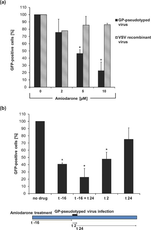 Amiodarone inhibits GP-mediated entry. (a) Vero cells treated for 16 h with amiodarone were infected for 2 h with the VSVΔG-GFP virus (MOI of 0.1 FFU/cell) bearing its native glycoprotein (VSV-recombinant virus) or the EBOV GP glycoprotein (GP-pseudotyped virus). After 24 h, GFP-positive cells were assayed by cytofluorimetry. (b) Vero cells treated with 10 μM amiodarone, as indicated, were infected for 2 h with GP-pseudotyped virus (MOI of 0.1 FFU/cell). After 24 h, GFP-positive cells were quantified by cytofluorimetry. No drug indicates no amiodarone treatment, (t –16) indicates 16 h of treatment before infection, (t + 24) stands for 24 h of treatment after infection, (t 2) indicates treatment during viral adhesion. Data (mean ± SD, N = 3 experiments in duplicate) are percentages of GFP-positive cells with respect to no drug, set as 100% (* = P < 0.05).
