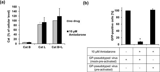 Amiodarone antiviral effect is rescued by in vitro proteolysis of GP. (a) Amiodarone does not affect the cell content of cathepsins B and L. Vero cells treated for 12 h with 10 μM amiodarone were lysed and cathepsin activity was measured in the cell lysates. Data (mean ± SD) are presented as percentages of Cat B + Cat L measured in the absence of drug (no drug). (b) In vitro proteolysis of GP rescues viral infectivity. Vero cells, treated for 16 h with 10 μM amiodarone, were incubated for 2 h with GP-pseudotyped virus (MOI of 0.1 FFU/cell) treated for 1 h with either reaction buffer alone (mock pre-activated) or 0.2 mg ml–1 thermolysin (pre-activated). Cells were then incubated for 24 h in plain medium (no drug) or with 10 μM amiodarone, GFP-positive cells were estimated by cytofluorimetry. Data (mean ± SD, N = 3 experiments in duplicate) are percentages of GFP-positive cells with respect to cells exposed to mock pre-activated virus in the absence of amiodarone, set as 100% (* = P < 0.05).