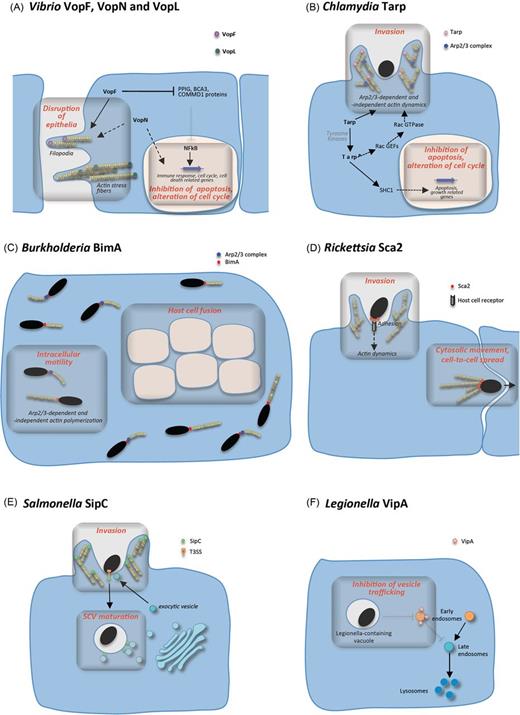 Function of bacterial actin nucleators during infection. (A) Vibrio VopF, VopN and VopL contribute to the disruption of intestinal epithelial integrity by inducing the formation of aberrant protrusions, filopodia and altering tight junctions. VopF further contribute to cell alterations by inhibiting apoptosis and arresting the cell cycle, by relieving the inhibition of NF-kB regulated genes—a function also exerted by VopN by an unknown mechanism. (B) Chlamydia Tarp contributes to host cell invasion by rapidly nucleating actin filaments, and indirectly by triggering the Rac signalling cascade that leads to activation of the Arp2/3 complex. Phosphorylated Tarp also has a role in mediating host cell survival by binding the eukaryotic SHC-1 adaptor protein. (C) BimA nucleates actin filaments from the Burkholderia cell pole allowing bacterial motility in the cytosol and host cell fusion. Burkholderia thailandensis BimA also recruits and activates the Arp2/3 complex, leading to the formation of curved actin tails. (D) Rickettsia Sca2 promotes invasion of the host cell by mediating adhesion to an unknown receptor and inducing actin remodelling. After uptake and escape into the cytosol, Sca2 induces the formation of actin comet tails from the bacterial cell pole, thus allowing intracellular movement and spread to neighbouring cells. (E) Salmonella SipC is part of the T3SS translocon complex and is thought to nucleate actin filaments to facilitate invasion. Additionally, SipC is involved in the recruitment of exocytic vesicles to the site of entry, presumably to provide membrane to the invasion process. SipC might also contribute to the maturation of the SCVs by recruiting Golgi-derived vesicles enriched in LAMP1. (F) Legionella VipA interferes with eukaryotic vesicle trafficking in the MVB pathway and associates with early endosomes during macrophage infection, possibly contributing to the avoidance by the LCV of the endocytic machinery.