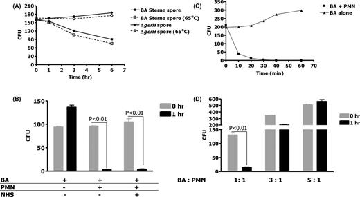 (A) Bacillus anthracis endospores are taken up by human PMNs but do not germinate efficiently within. Human PMNs were incubated for 1, 3 and 6 h in the presence of B. anthracis endospores at an MOI of 1:1. Germination was determined by counting the colony-forming units at time 0 and after 1, 3 and 6 h with and without heating the endospores at 65°C. (B) Vegetative 34F2 B. anthracis were incubated for 1 h in the presence of human PMNs at an MOI of 1:1, either in the presence or absence of 10% normal human serum (NHS). (C) Vegetative 34F2 B. anthracis were incubated without NHS in the presence and absence of PMN (MOI 1:1) and samples obtained and counted at 10, 20 30, 40 and 60 min. (D) Vegetative 34F2 B. anthracis were incubated for 1 h in the presence of human PMNs at an MOI of 1:1, 3:1 or 5:1. Means and standard deviation of three different experiments are shown.